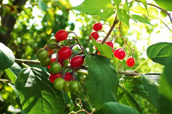 Belladonna | Improvised Hunting Weapons