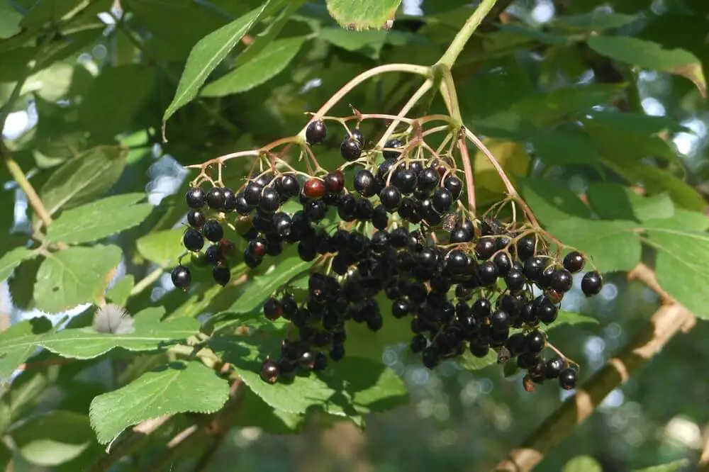 Elderberries on Branch