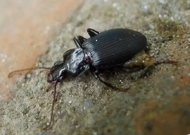 Ground Beetle