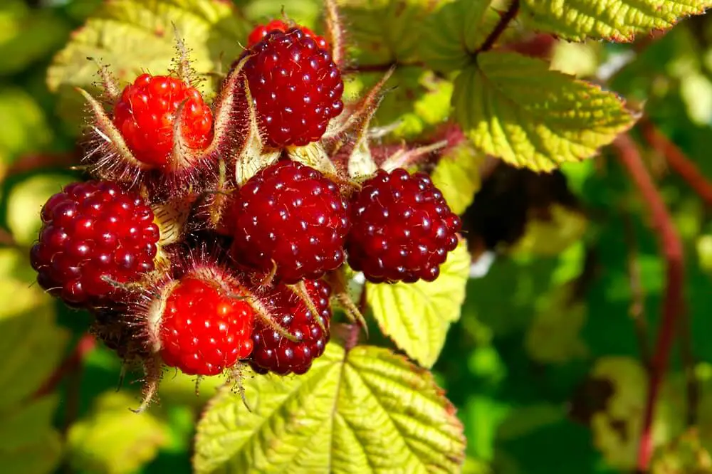 Japanese Wineberries