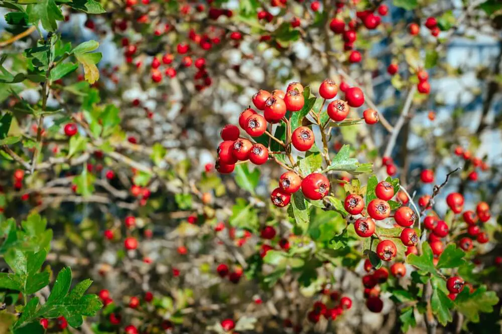 Mayhaws on Branch