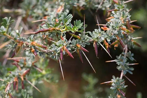 Prickly Acacia Bushes