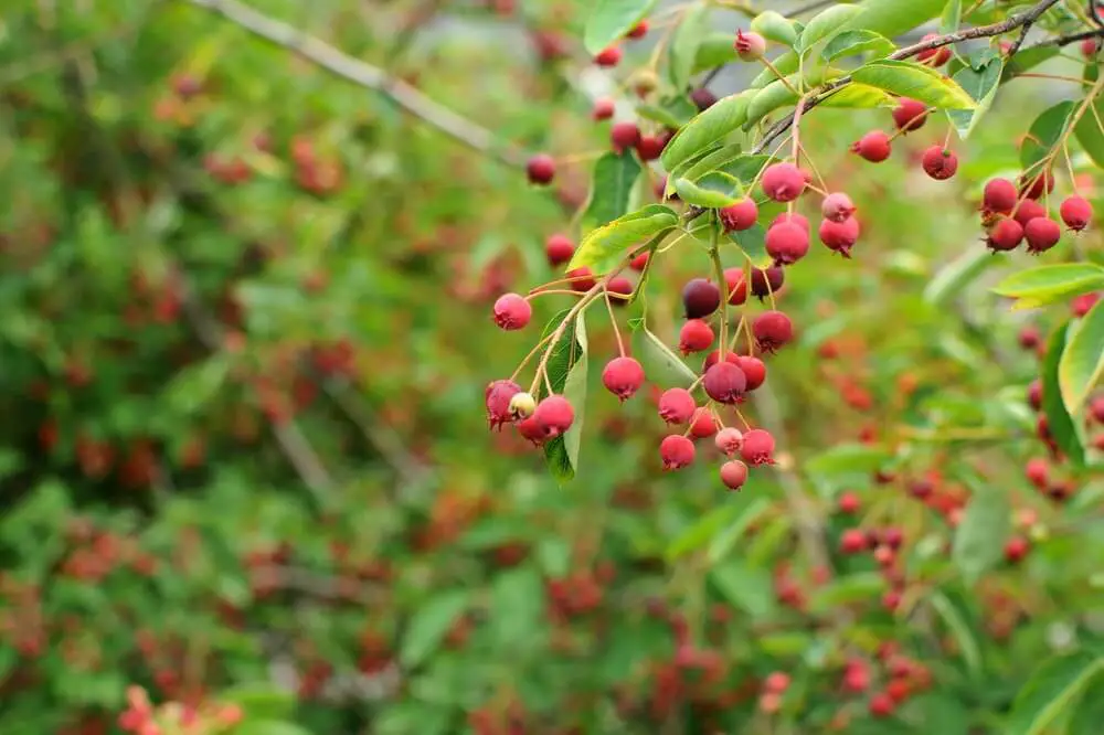 Serviceberries on Branch